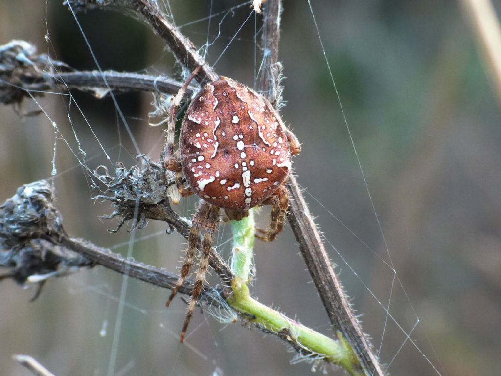 tre colorazioni di Araneus diadematus - Gorgoglione (MT)